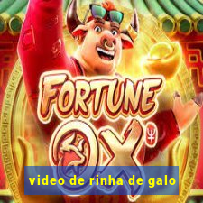 video de rinha de galo