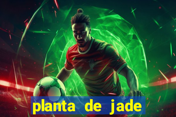 planta de jade significado espiritual